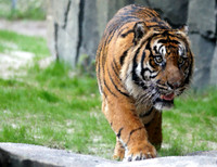 Jacksonville Zoo