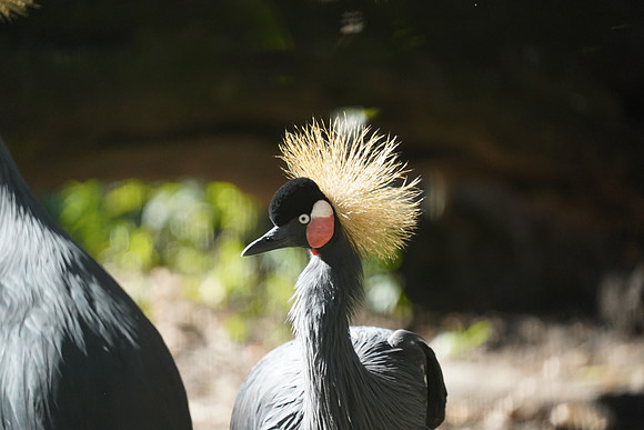 DSC09018