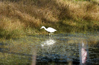 20210116 Ft Mose Heron Egret Pelican