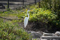 20210101 Heron