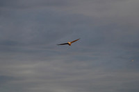 DSC08641