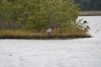 20210109 Princess Place Heron Egret Eagle Pelican