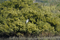 DSC09168