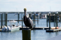 20201229 Conch House Pelican Hawk