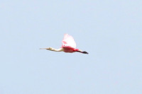 IMG_1016