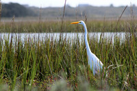IMG_1242